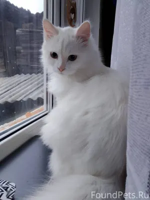 Вечером 19 декабря потерялся к...