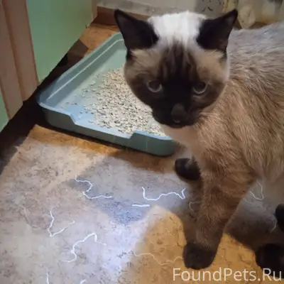 #Воронеж Срочно!!! Найден кот ...