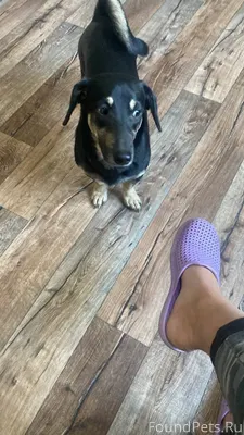 ‼️Рославль‼️ Пропала собака 🐕...