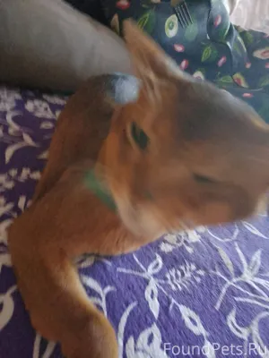 !!!Саранск!!! -пропал кот! Цве...