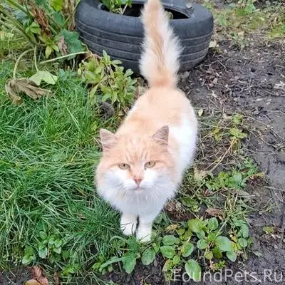 Здравствуйте, найден кот, в ча...