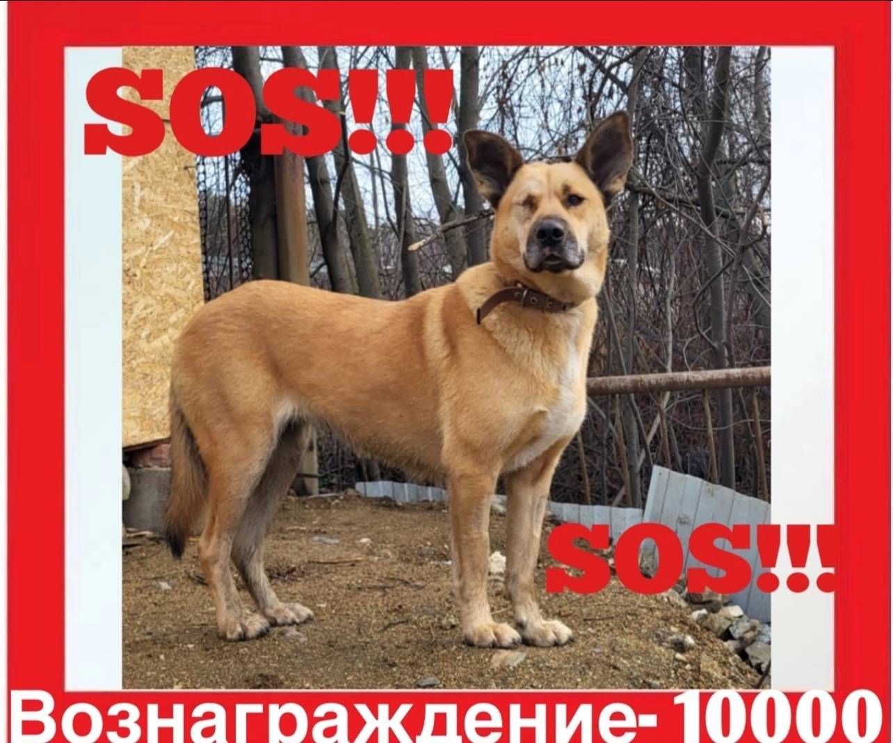 Пропала собака‼️‼️‼️ Вознаграж...