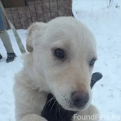 🆘🆘🆘🆘🆘🆘 С передержки убежал щен...