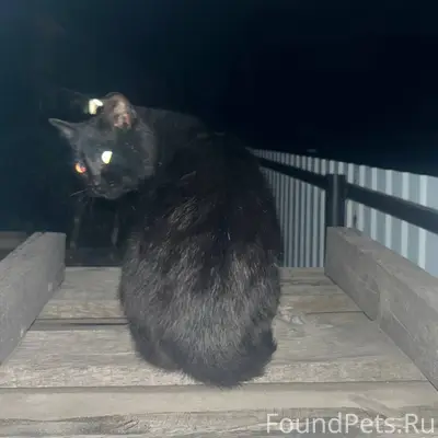 Пропал кот. 17 декабря ушел из...