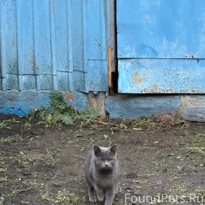 ❗❗❗с. ШАТАЛОВКА Пропала кошка ...