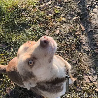 В Гусеве пропал пёс, небольшой...