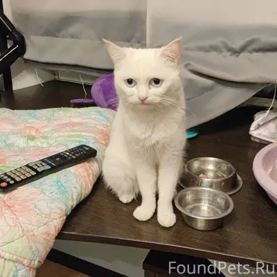 Найдена кошка г. Серпухов ул. ...