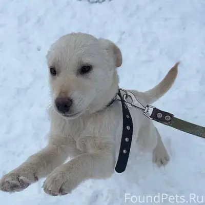 🆘🆘🆘🆘🆘🆘 С передержки убежал щен...