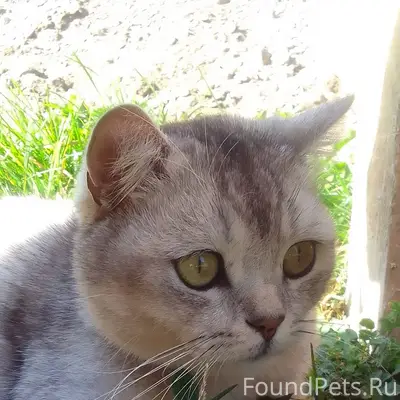 Кот потеряшка. Молодой Живёт в...