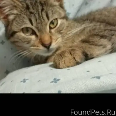 Кот Максик.Пропал сегодня. Про...