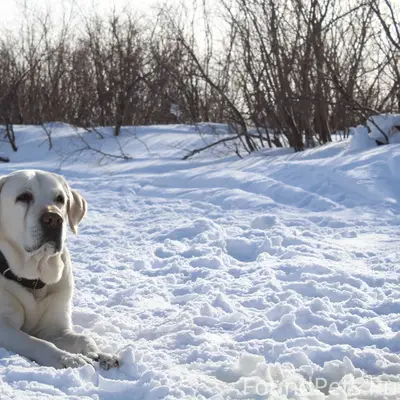 Потерялась собака, кличка Март...