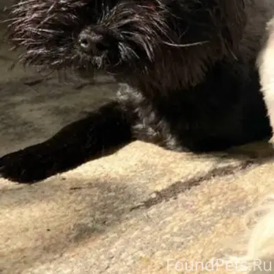 Потерялась собака,Йоркширский ...