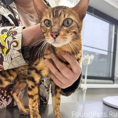 МО, ИСТРИНСКИЙ РАЙОН Найдена б...