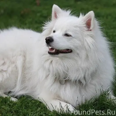 Пропала сегодня домашняя собак...