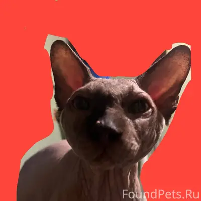 Найден кот, ул. Рыбинская 8909...