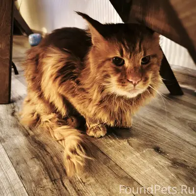 Добрый день. Найден кот, пород...