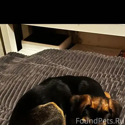 Найден щенок в автобусе номер ...