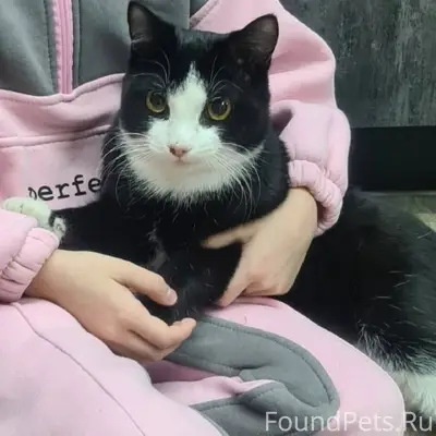 Пропал кот, зовут Васёк! Пропа...