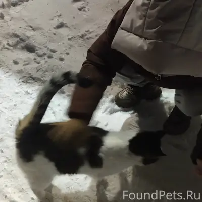 Здравствуйте.хозяин откликните...