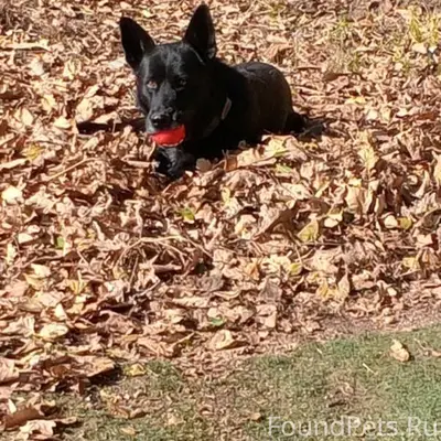 Около станции Весенняя потерял...