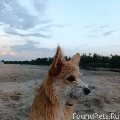 Потерялась собака!!! Если виде...