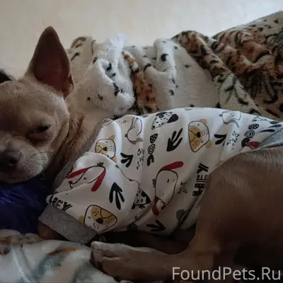 Добрый день. Пропала собака, п...