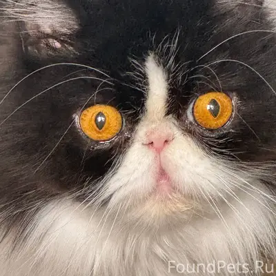 Ступино. Розыск!!! Убежала кош...