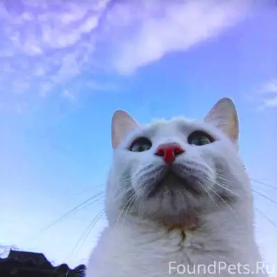 #Ищу #Найдись #Новошахтинск По...