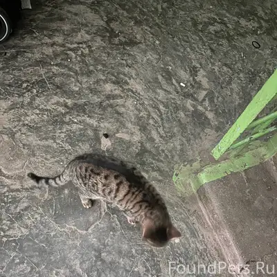 Чья потеряшка? видно что домаш...