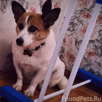 Вчера 19 декабря, убежала моя ...