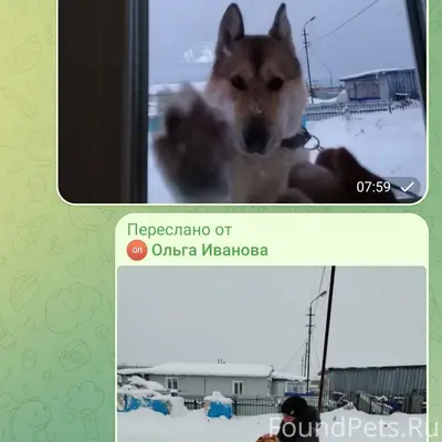 Потерялся пёс по кличке рем, о...