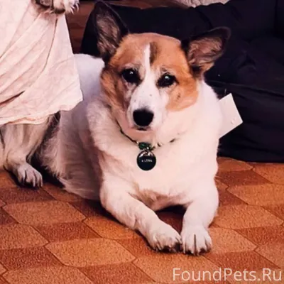 Чебоксары Потерялась собака! А...