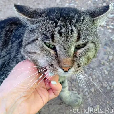 Потерялся кот в районе 7 ноябр...