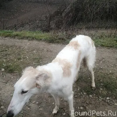 Найдена собака в п. Мирном, мо...