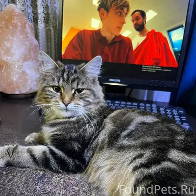 Пропала кошка! В городе Егорье...