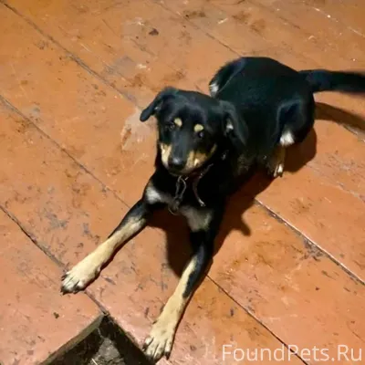 🆘ПРОПАЛА СОБАКА 🆘 по кличке Фл...