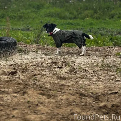 ‼️СРОЧНО!‼️ Потерялась моя соб...