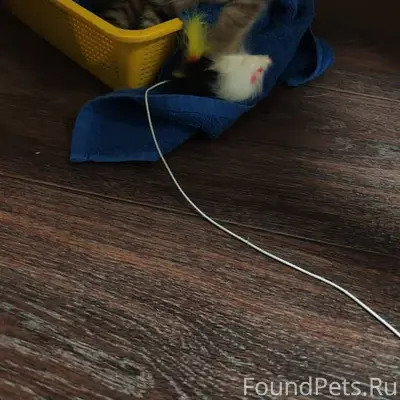 Здравствуйте! Пропал котенок, ...