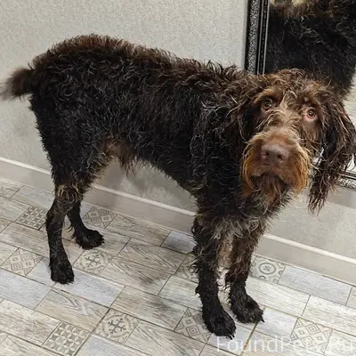 Убежал пёс, дратхаар. Видевших...