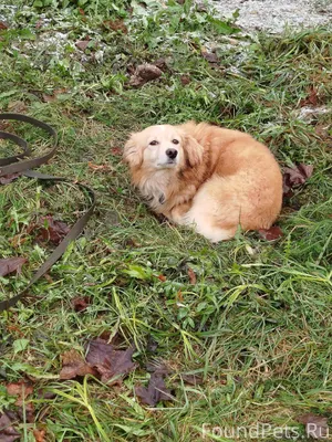 Здравствуйте, лежит собака воз...