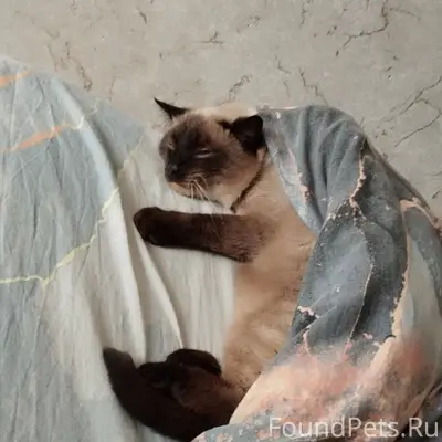 Пропал кот 19.12 вечером выско...