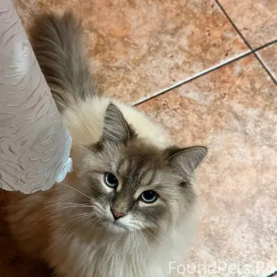 Здравствуйте, пропал кот по им...