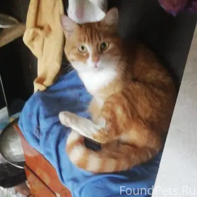 20.12 пропала кошка с ул...