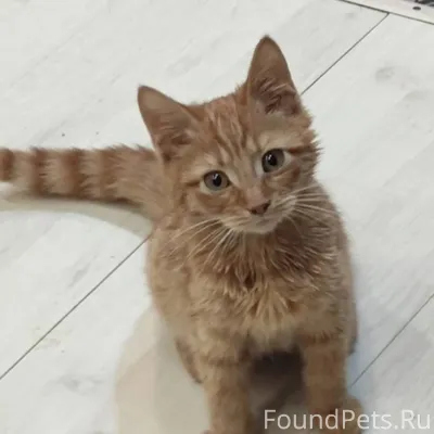 🧡 Объявление! Рыжий котенок ищ...