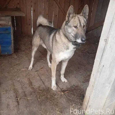 Найден кобель, в Сафоново, мол...