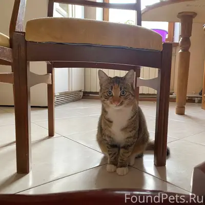 Здравствуйте. Пропала кошка в ...