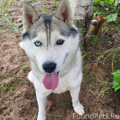 Потерялась собака. Кличка «Бар...