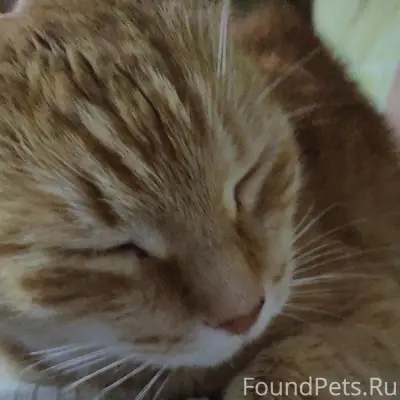 Пропал рыжий кот...уже в возра...