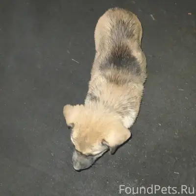 Потерялся щенок, ищем, район п...
