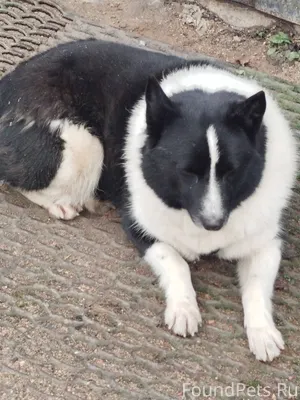 Найдена собака со шлейкой на г...